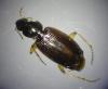 Olisthopus elongatus